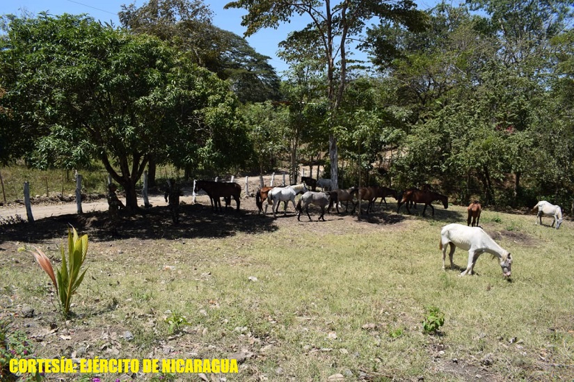 CABALLO2